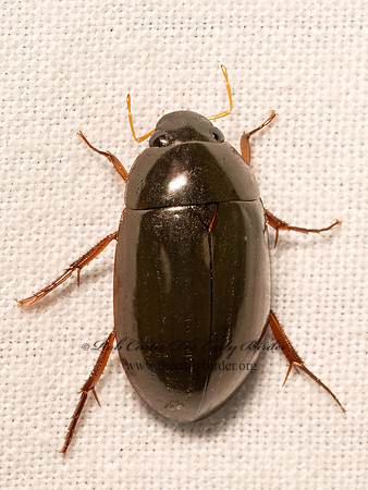 Hydrochara  WATER SCAVENGER BEETLE 9082946z