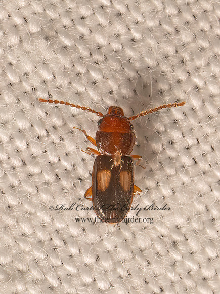 Laemophloeus fasciatus LINED FLAT BARK BEETLE 9082466z