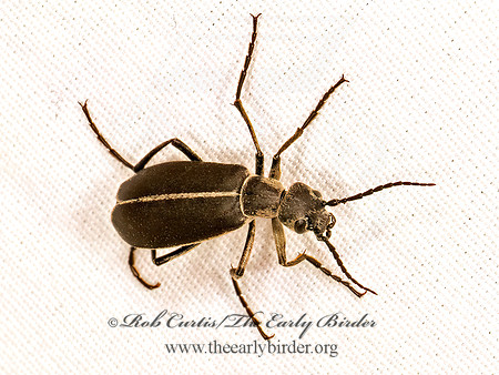 Epicauta cinerea  CLEMATIS BLISTER BEETLE 9083729z