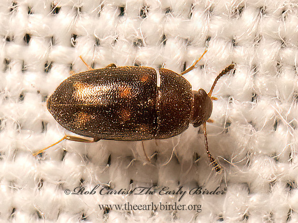 Litargus sexpunctatus  HAIRY FUNGUS BEETLE 9082408z