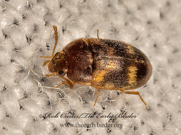 Litargus balteatus  HAIRY FUNGUS BEETLE 9083418z