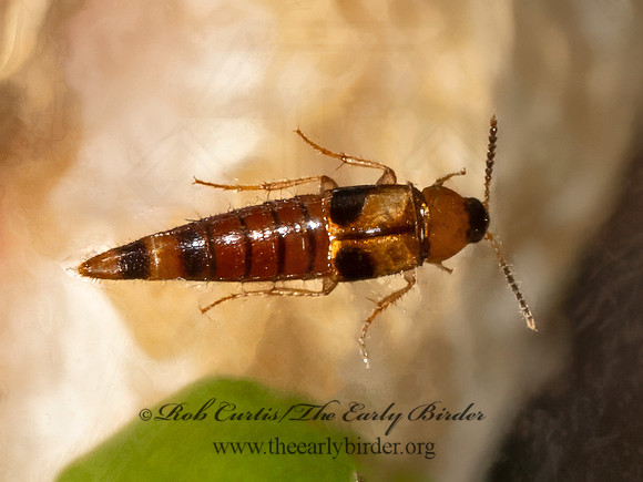 Bobitobus CRABLIKE ROVE BEETLE 9081014z