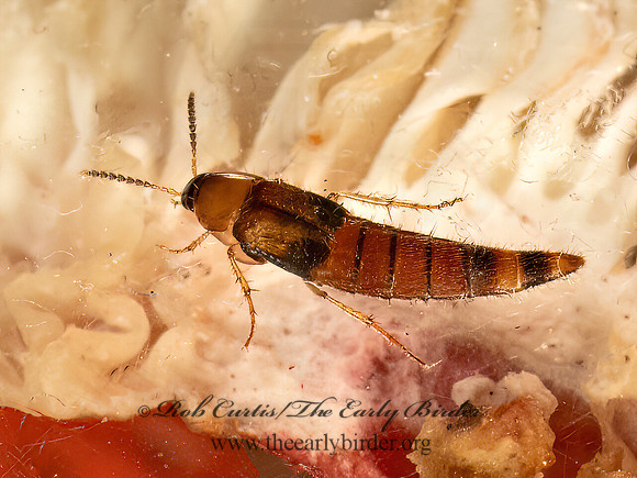 Bobitobus CRABLIKE ROVE BEETLE 9081013z
