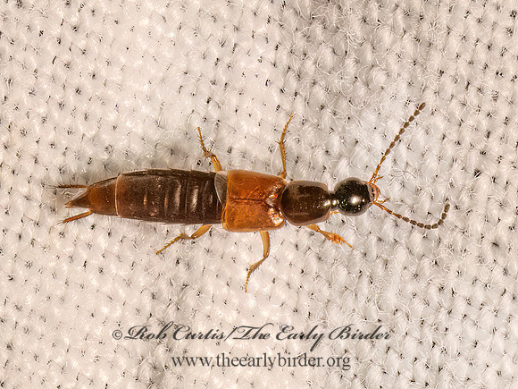 Philonthus  STAPHYLINI ROVE BEETLE 9082765z