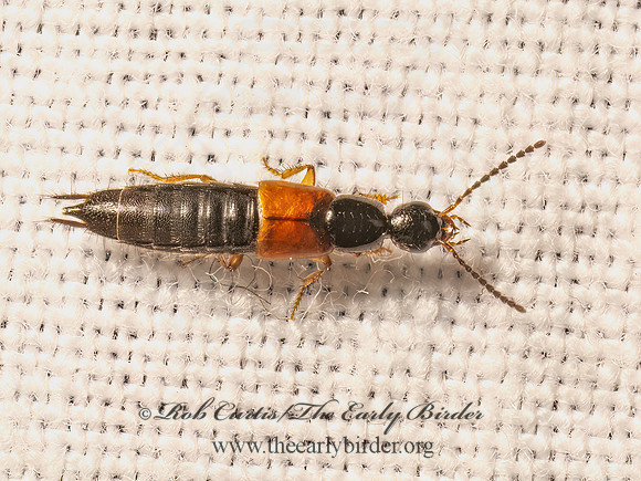 Philonthus  STAPHYLINI ROVE BEETLE 9082789z