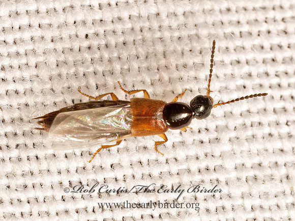 Philonthus rufulus   STAPHYLINI ROVE BEETLE 9082999z