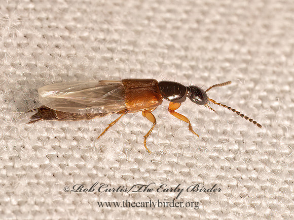 Philonthus rufulus   STAPHYLINI ROVE BEETLE 9083000z