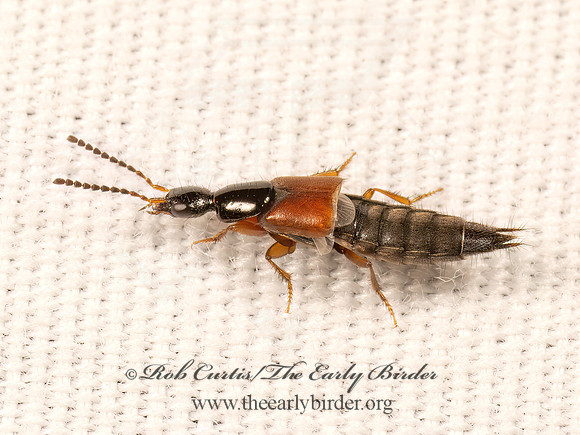 Philonthus rufulus  STAPHYLINI ROVE BEETLE 9083996z