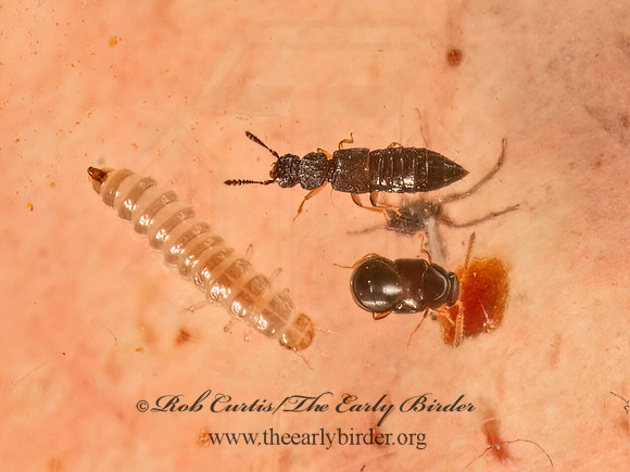 Anotylus  OXYTELINAE ROVE BEETLE  9081370z