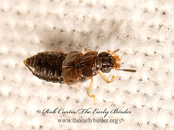 Anotylus  OXYTELINI ROVE BEETLE 9083179z