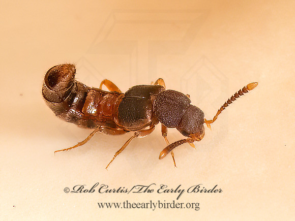 Leptusa  ALEOCHARINAE ROVE BEETLE 9083626z