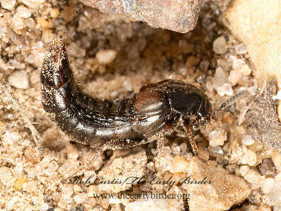 Aleochara  ALEOCHARINI ROVE BEETLE 3042785z