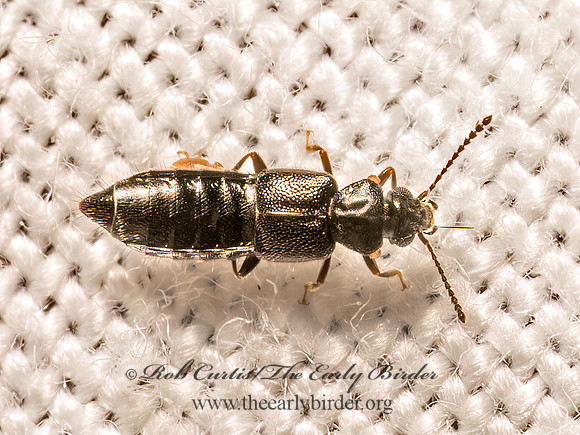 Carpelimus  OXYTELINI ROVE BEETLE 9082849z