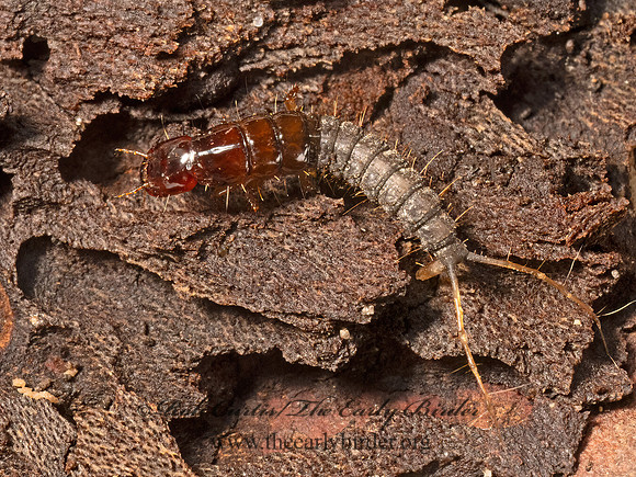Platydracus  STAPHILINI ROVE BEETLE 9081039z