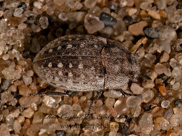 Ammodonus fossor  OPATRINI DARKLING BEETLE 9081994z