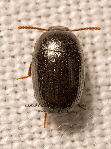 Platydema micans  DIAPERINI DARKLING BEETLE 9082489