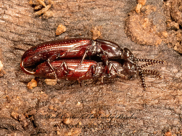 Omoglymmius americanus  WRINKLED BARK BEETLE 9083588z