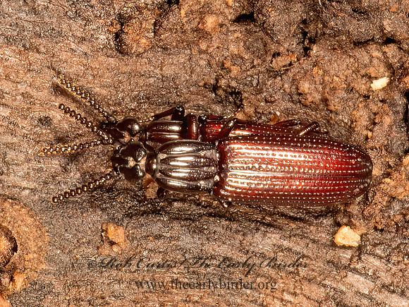 Omoglymmius americanus  WRINKLED BARK BEETLE 9083592z