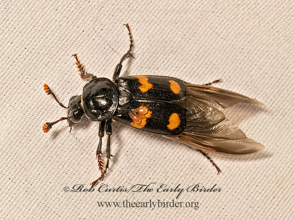 Nicrophorus orbicollis  ROUNDNECK SEXTON BEETLE 9082099z
