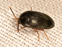 Eustrophopsis bicolor POLYPORE FUNGUS BEETLE 9081592z