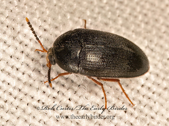 Eustrophopsis bicolor  POLYPORE FUNGUS BEETLE 9081592z