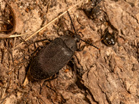 Penthe pimelia  VELVETY BARK BEETLE 9082931z
