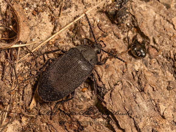 Penthe pimelia  VELVETY BARK BEETLE 9082931z