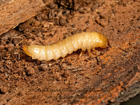 Synchroa punctata  SYNCHROID BEETLE 9079847z