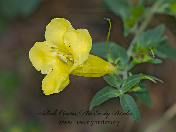 Aureolaria grandiflora  YELLOW FALSE FOXGLOVE 9040722z