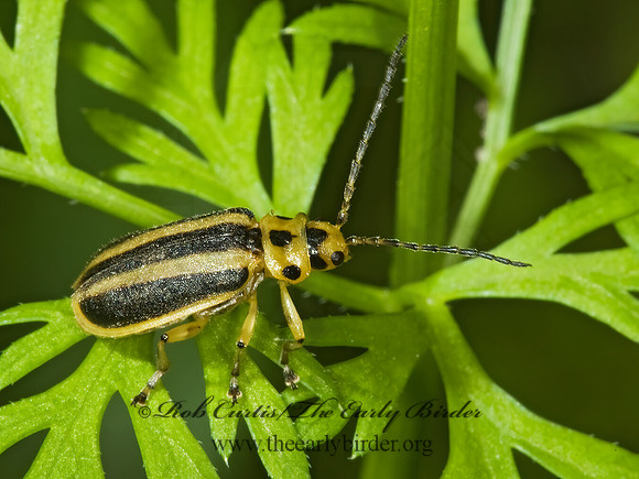 Trirhabda virgata 5000226z