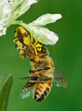 Phymata 5014611z