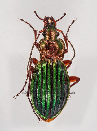Carabus auronitens 9015888z