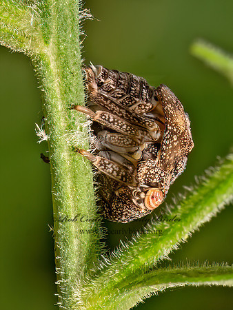 Acanalonia  ACANOLONIID PLANTHOPPER 9080352z