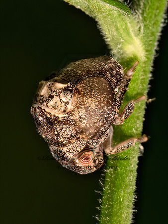 Acanalonia  ACANOLONIID PLANTHOPPER 9080354z
