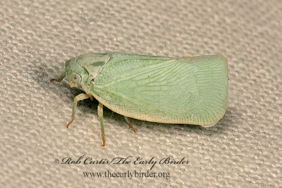 Flatormenis proxima  NORTHERN FLATID PLANTHOPPER 9083312z