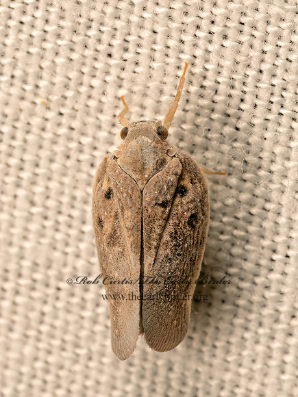 Metcalfa pruinosa  CITRUS FLATID PLANTHOPPER 9083237z
