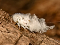 Flatormenis proxima NORTHERN FLATID PLANTHOPPER 9080047z