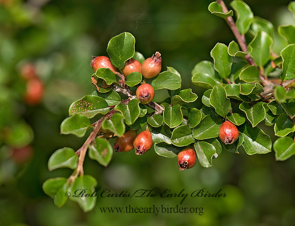 Cotoneaster apiculatus  CRANBERRY COTONEASTER 8015618z
