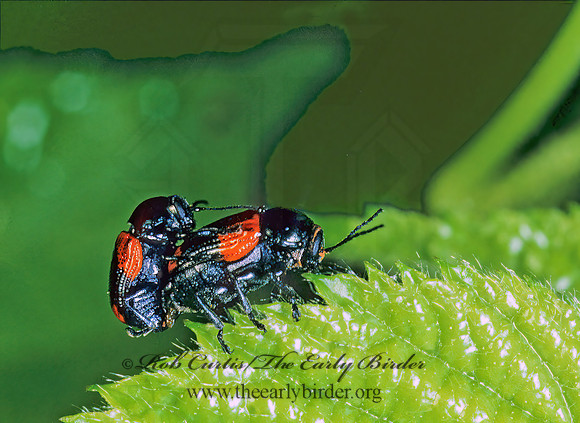 Cryptocephalus notatus  CASEBEARER LEAF BEETLE 176410z