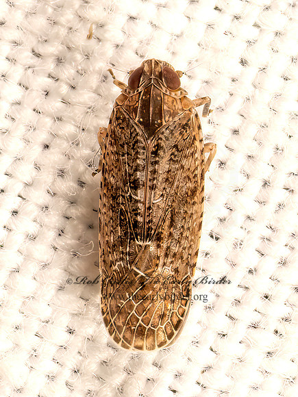 Catonia   ACHILID PLANTHOPPER 9083440z