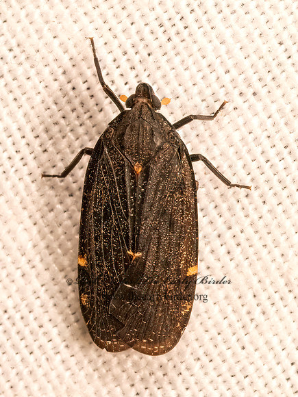 Cixidia opaca  ACHILID PLANTHOPPER 9083147z