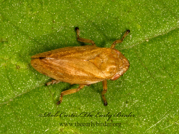 Philaenus spumarius  MEADOW SPITTLEBUG 9079035z