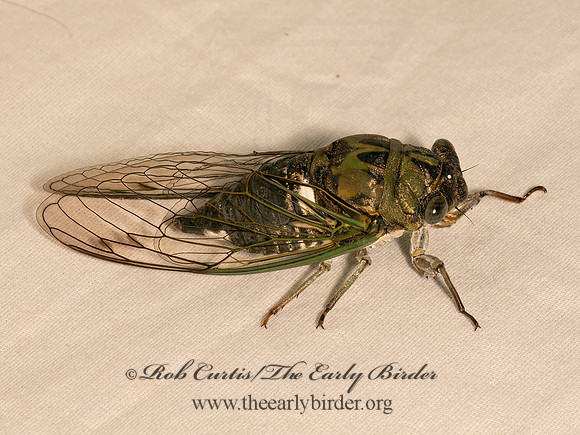 Neotibicen pruinosus  SCISSOR GRINDER 9082088z