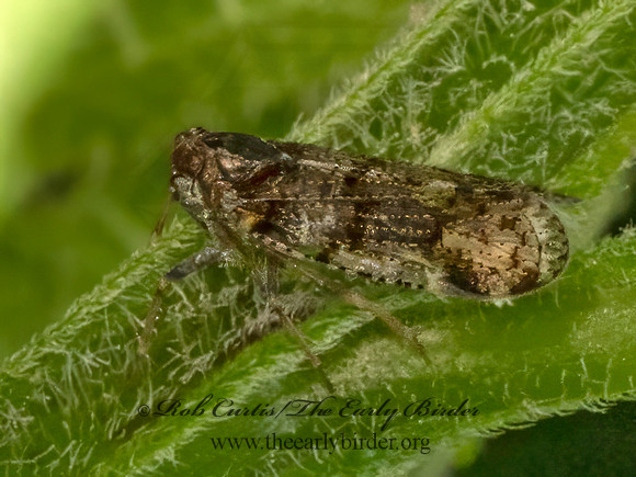 Cixius nervosus  CIXIID PLANTHOPPER 9079184z