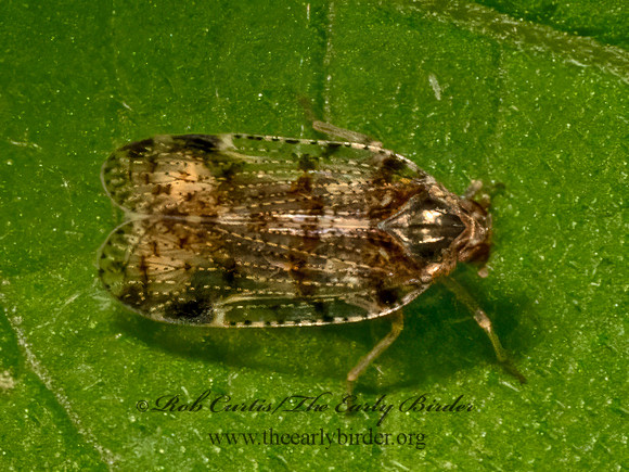 Cixius nervosus  CIXIID PLANTHOPPER 9079183z