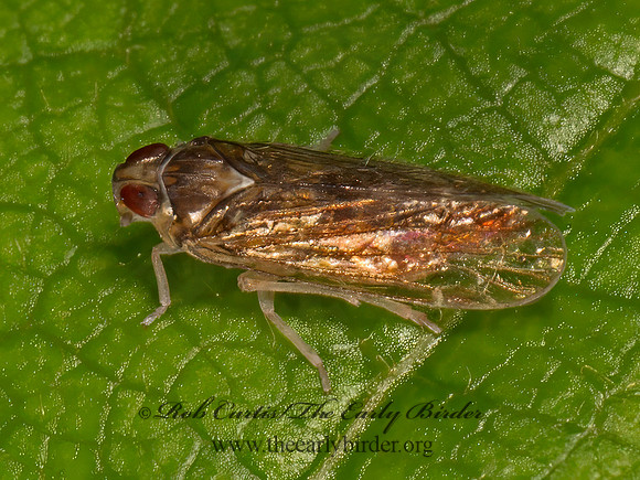 Haplaxius laevis group  CIXIID PLANTHOPPER 9079973z