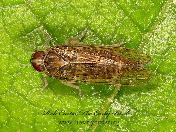 Haplaxius laevis group  CIXIID PLANTHOPPER 9079974z