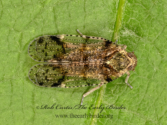 Cixius nervosus CIXIID PLANTHOPPER 9079059z