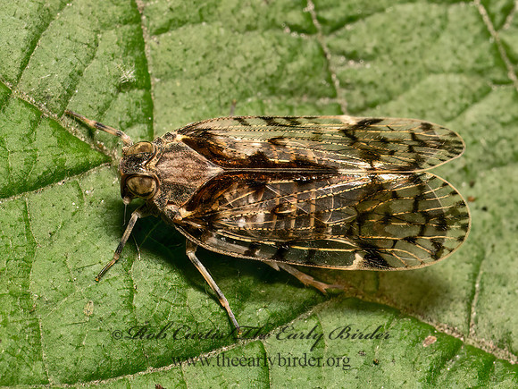 Xenoliarus placitus CIXIID PLANTHOPPER 9080494z