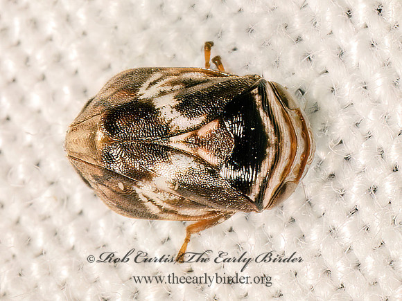 Clastoptera obtusa  ALDER SPITTLEBUG 9083316z